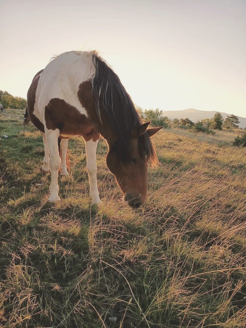 Shana, one of the horses at Luminous Institute