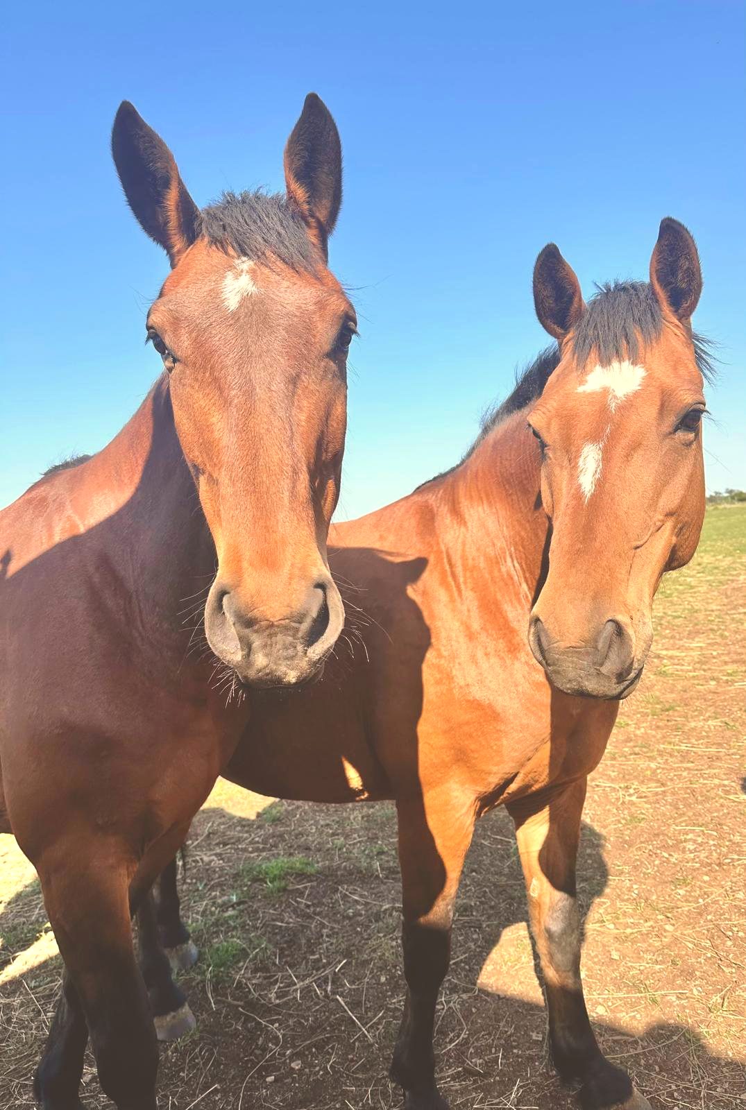 Ira and Luna, two of the horses at Luminous Institute