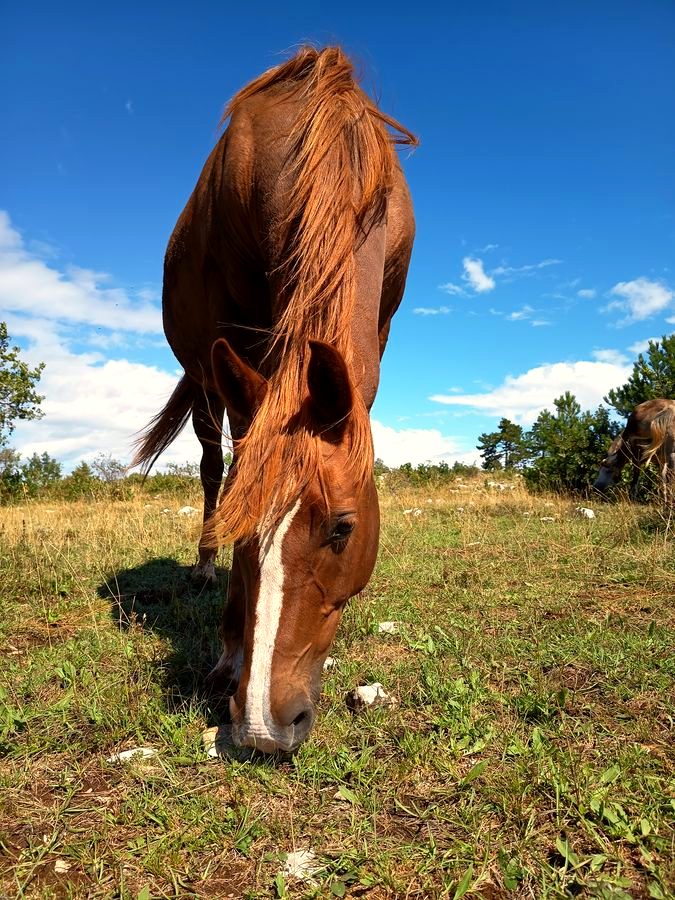 Uli, one of the horses at Luminous Institute