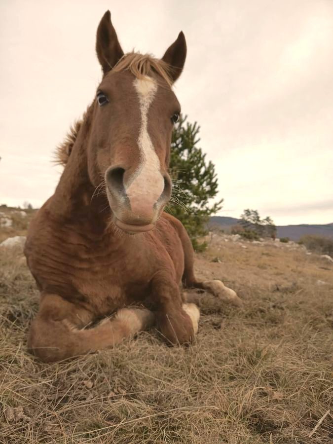 Oti, one of the horses at Luminous Institute