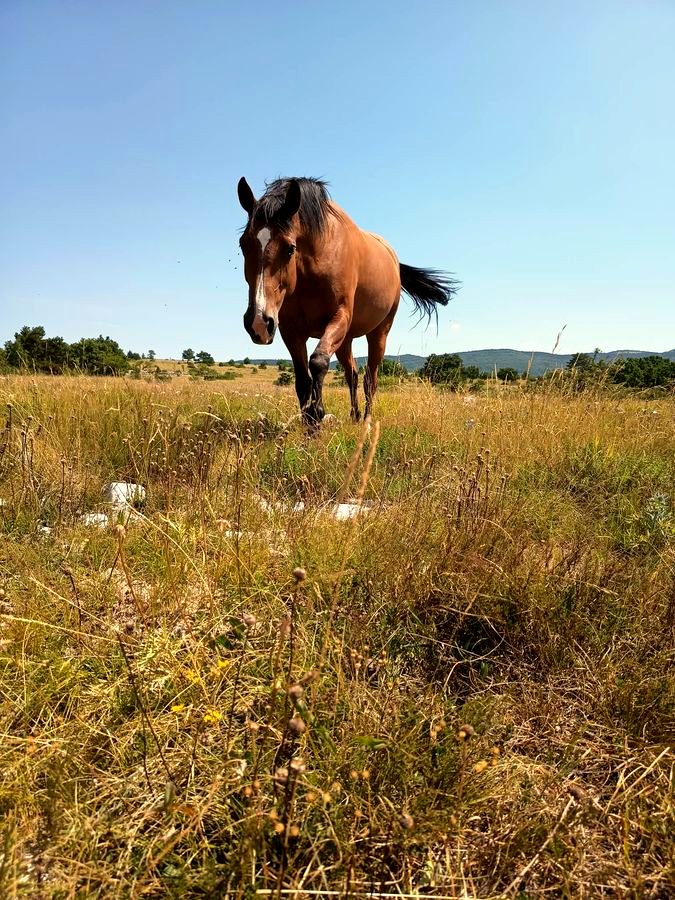 Oljka, one of the horses at Luminous Institute