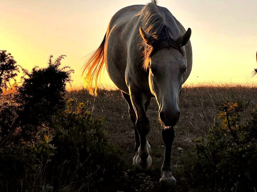 Hava, one of the horses at Luminous Institute