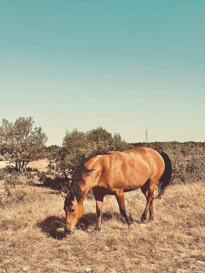 Ela, one of the horses at Luminous Institute