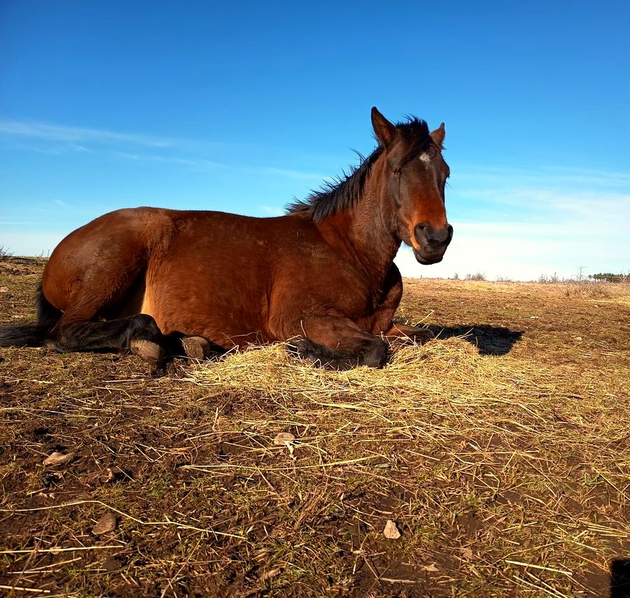 Hana, one of the horses at Luminous Institute