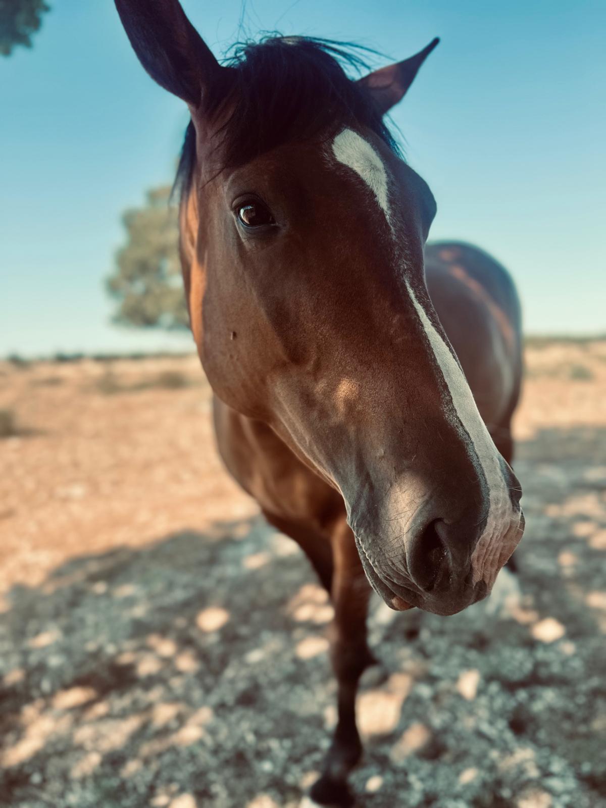 Close-up of a horse looking curiously at the camera