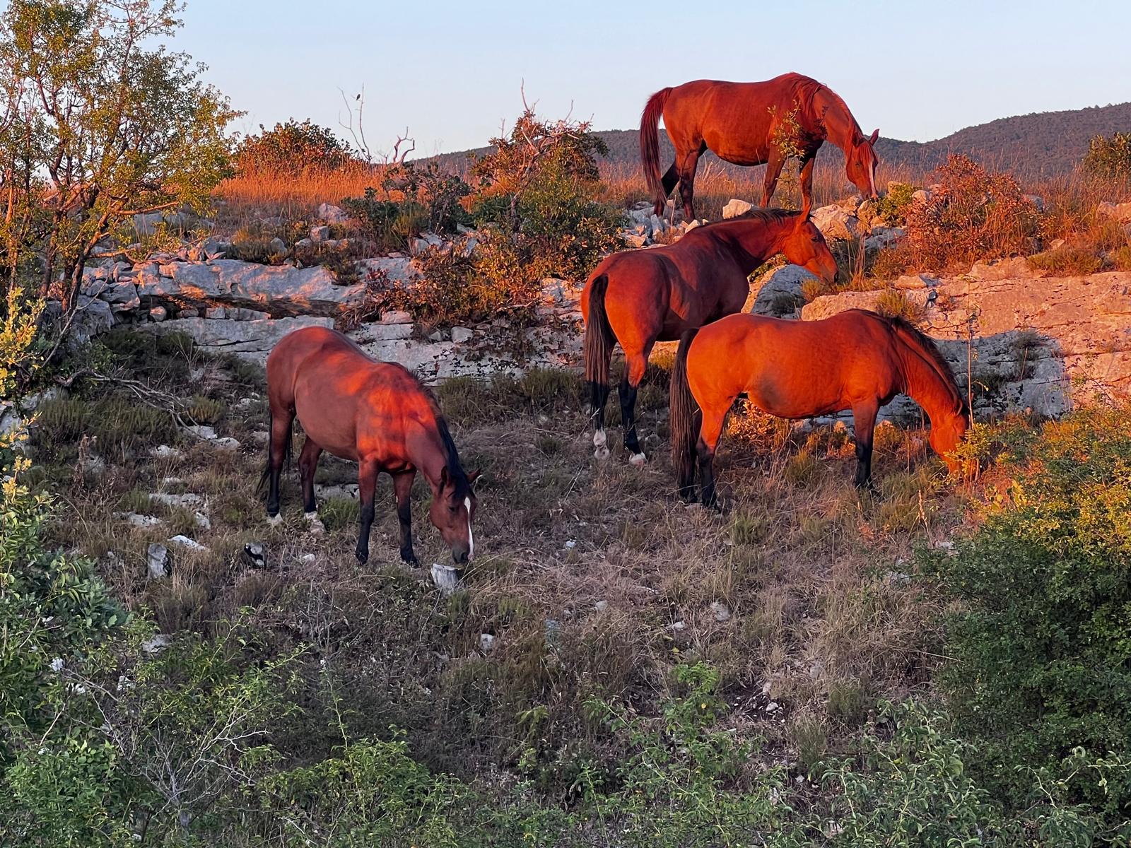 Small herd of horses grazing at golden hour