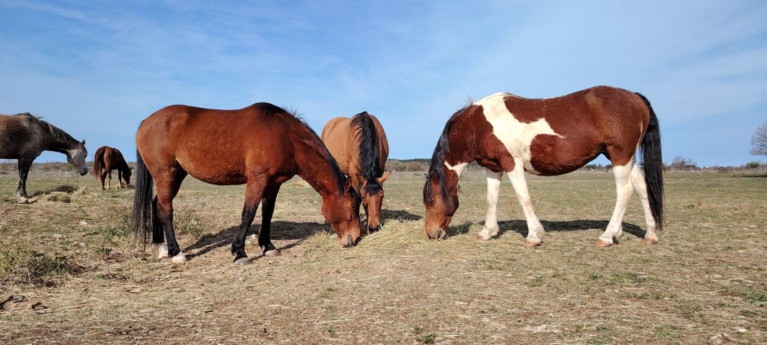 A small herd of horses grazing together in an open field