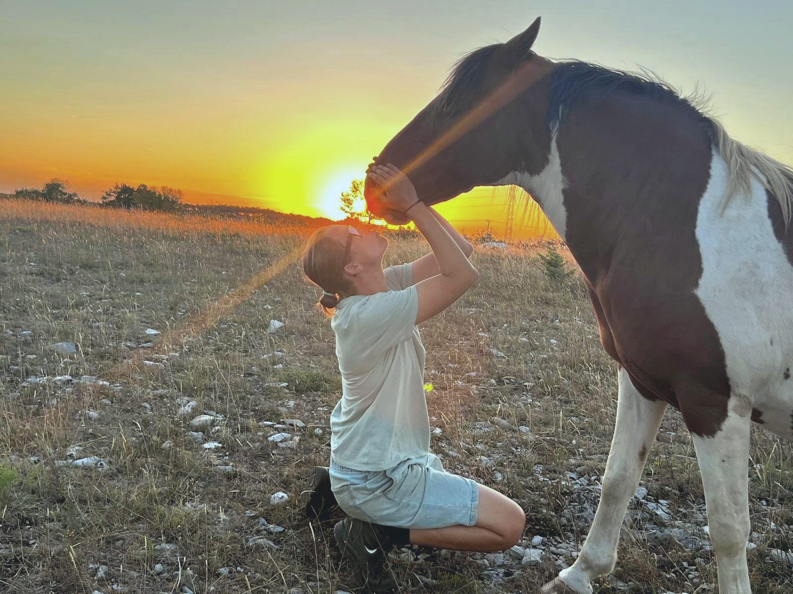 Sunset moment with a horse in the open field