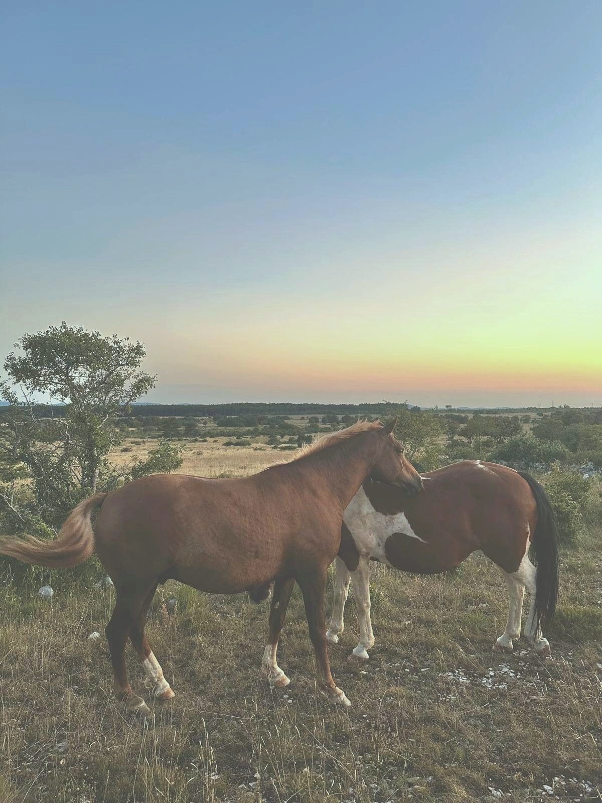 Two horses nuzzling at sunset
