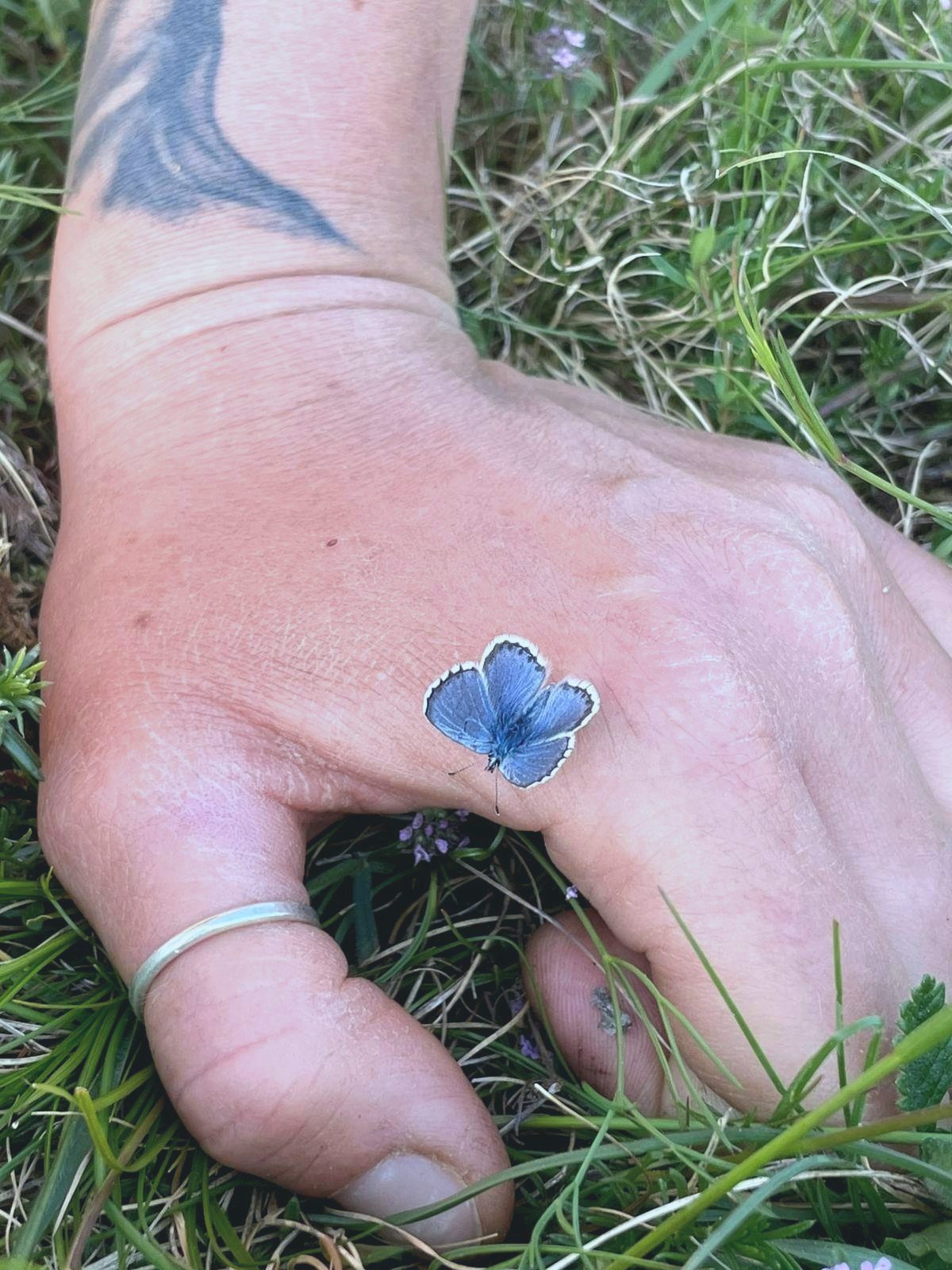 A blue butterfly resting on a hand in the grass