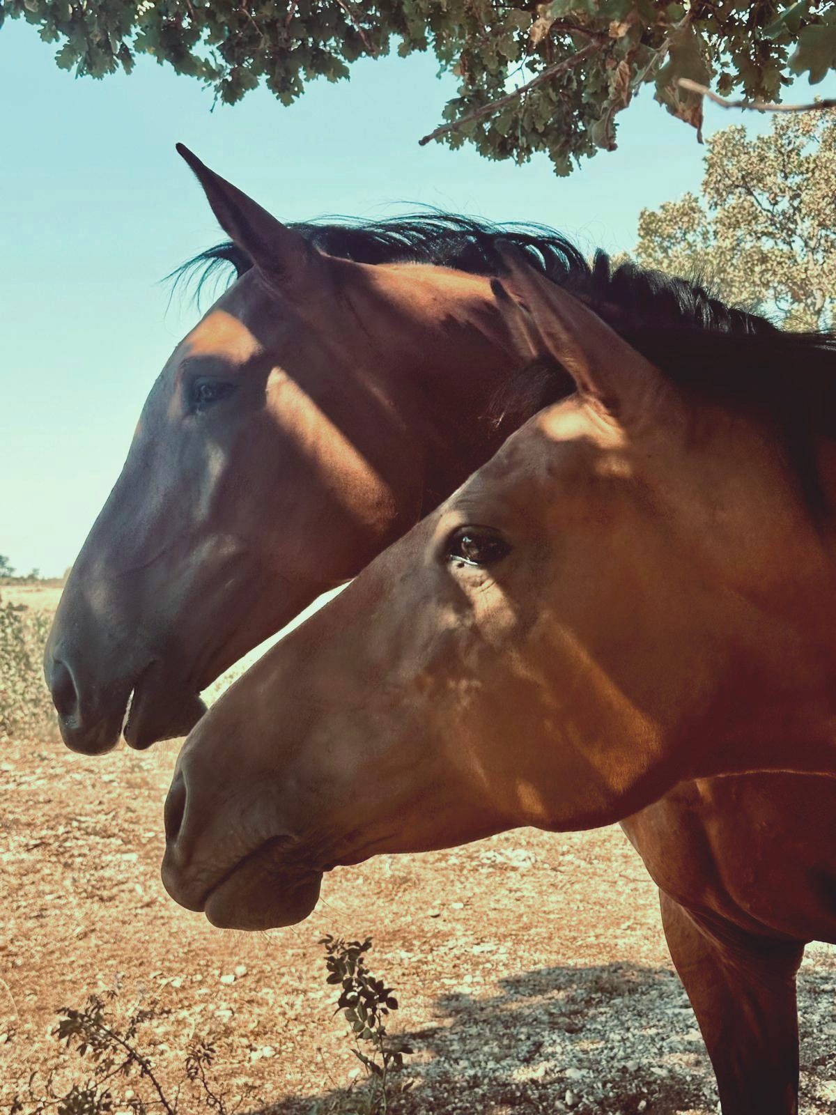 Two horses standing close together under a tree