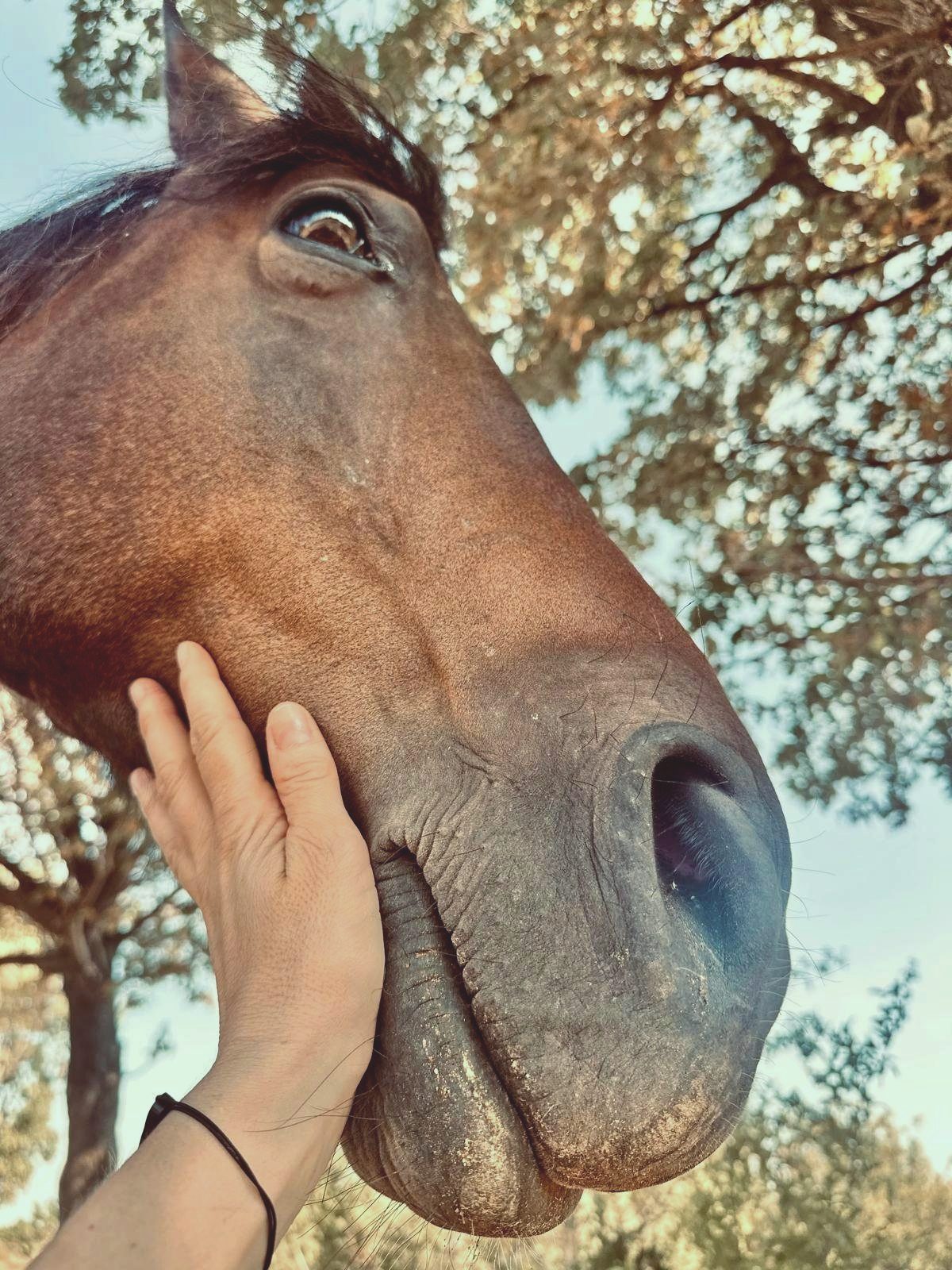 A hand resting gently on a horse's nose