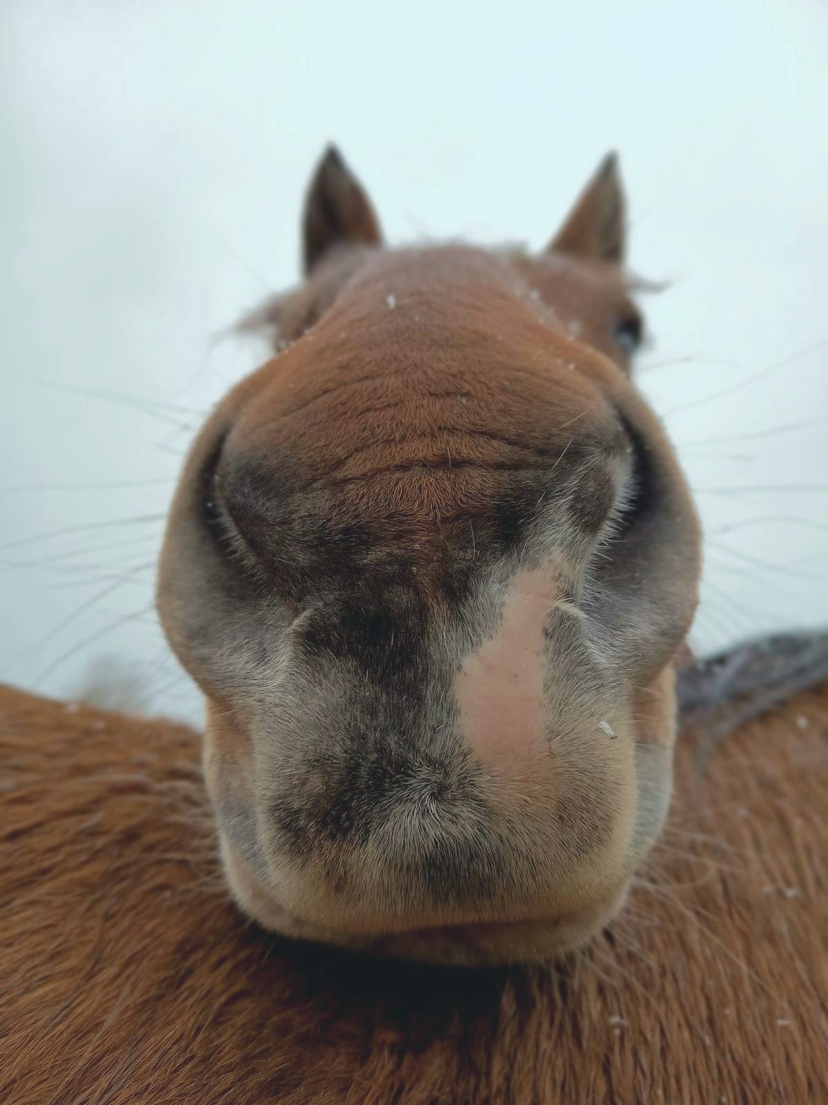 Looking up at a horse's muzzle from below