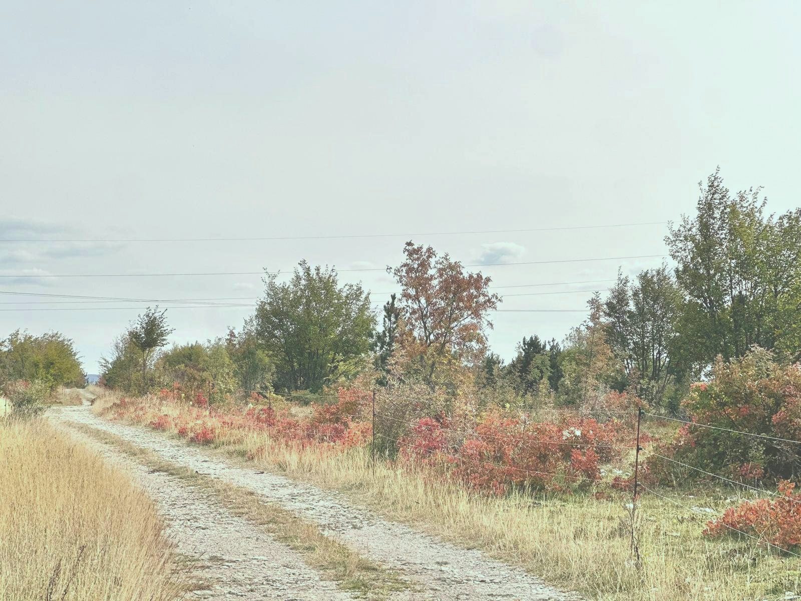 A gravel path through autumn shrubs in bloom of red