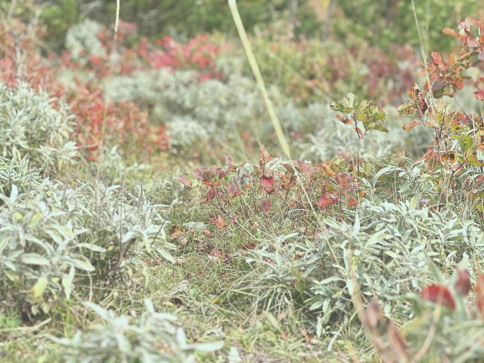 Close-up of autumn foliage and grasses