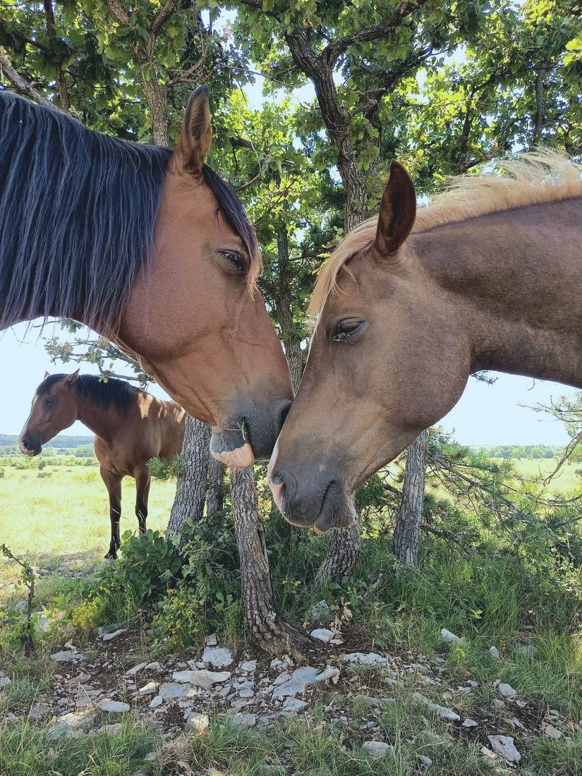 Two horses touching noses affectionately with a third horse nearby