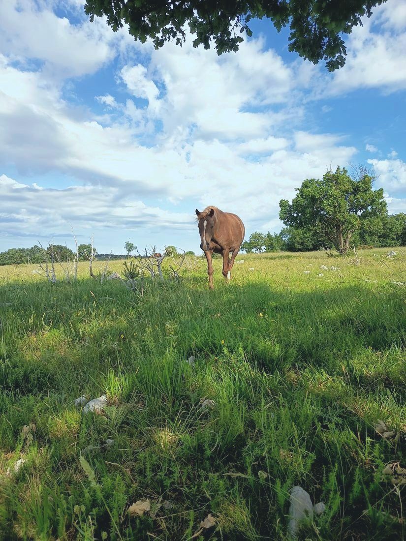 A horse walking through tall summer grass under a tree