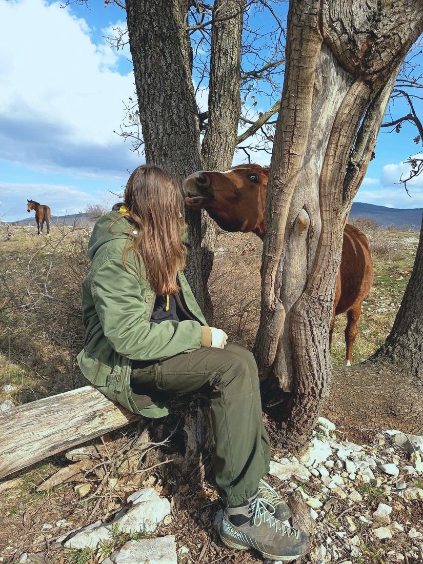 A person sitting on a fence reaching toward a horse's face among the trees