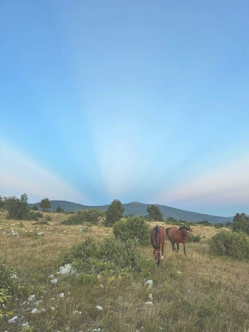 Two horses walking through a field with mountains in the distance