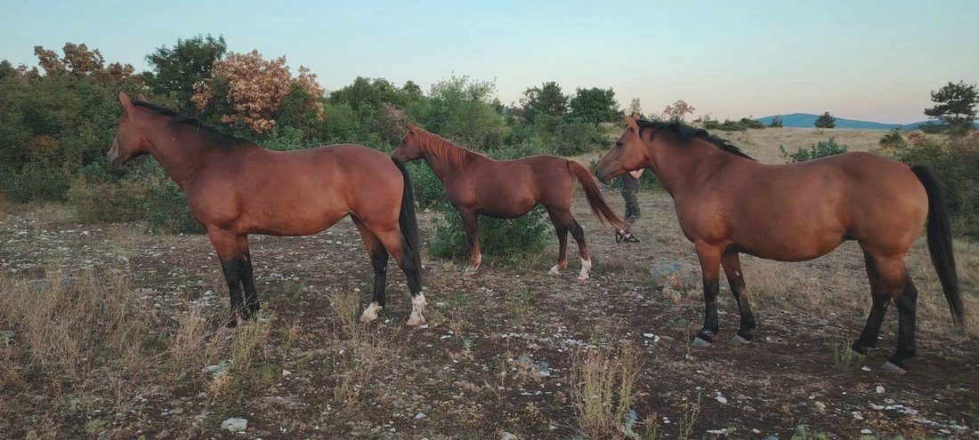 Three horses standing together with a person nearby at dusk