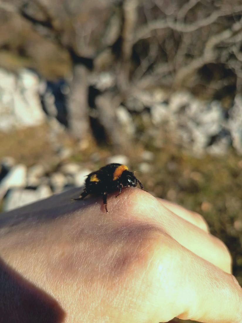 A bumblebee resting on a hand in the sunlight
