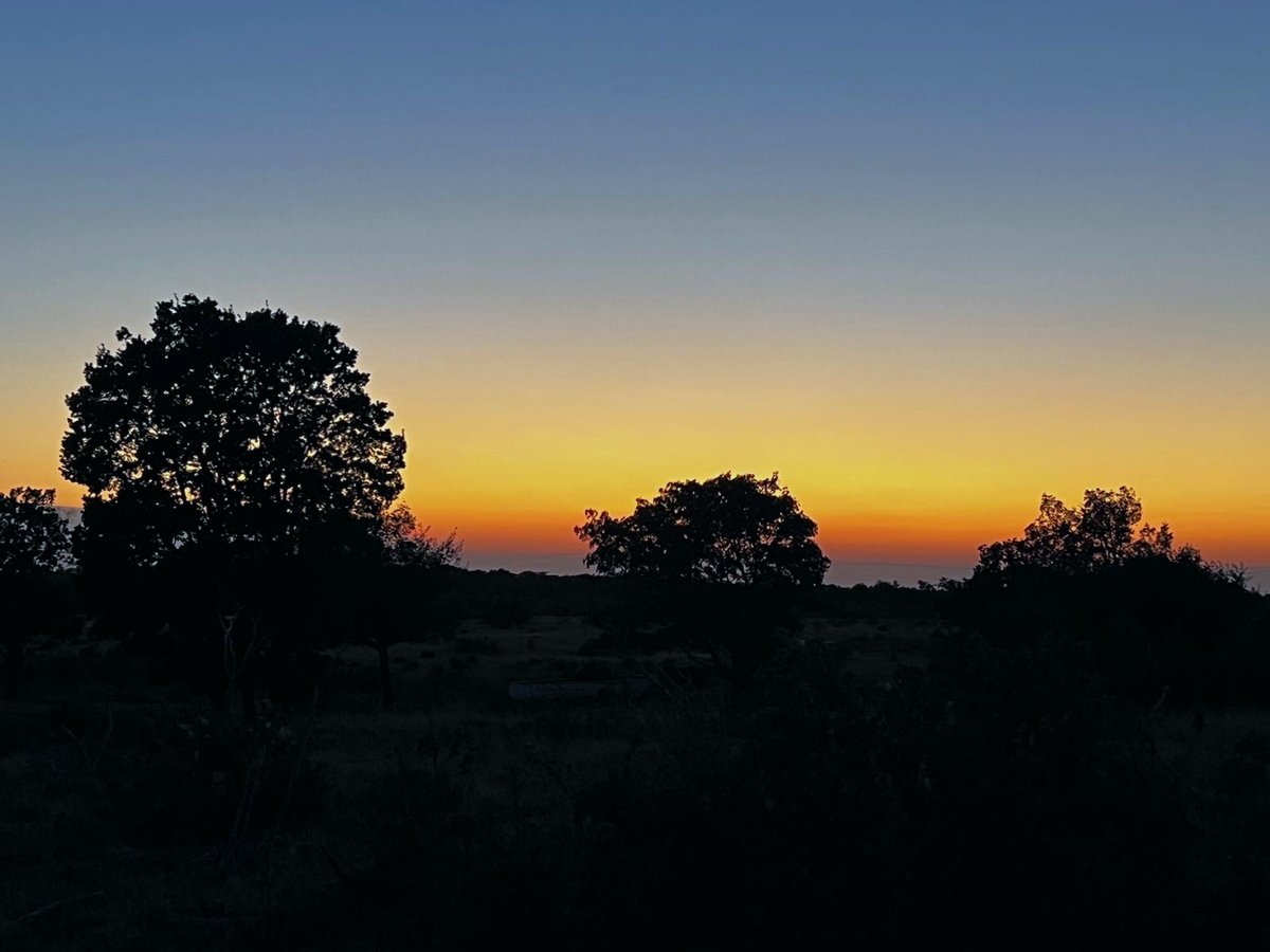 Silhouetted trees against an orange sunset sky