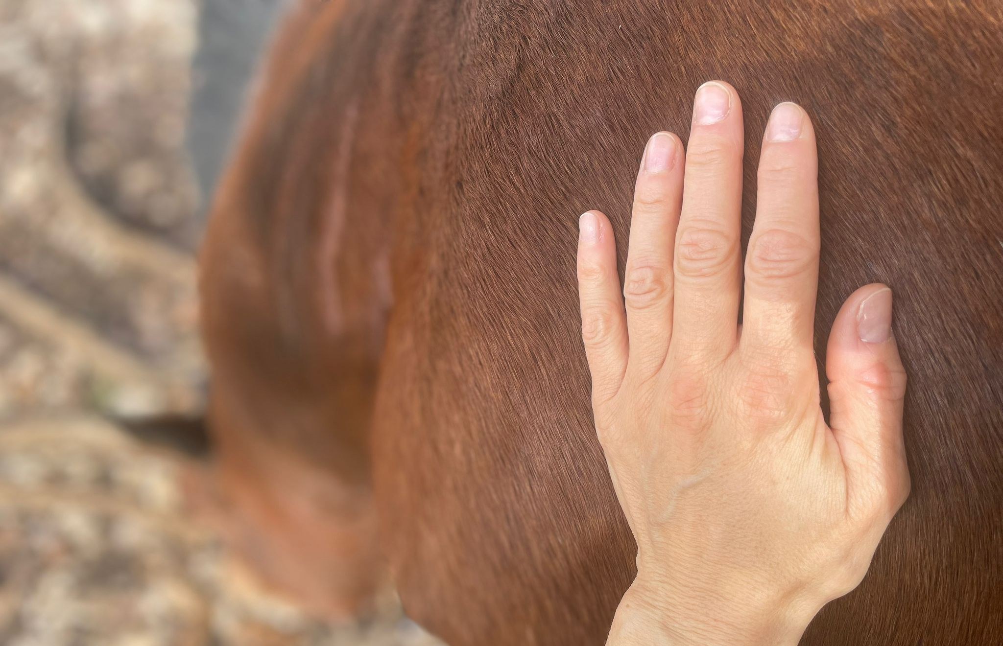A hand resting gently on a horse's back